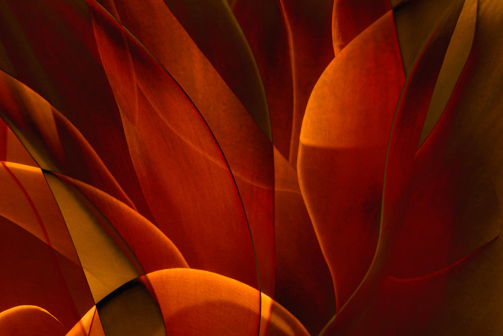 Cactus Abstraction 43b - Ed Freeman Fine Art