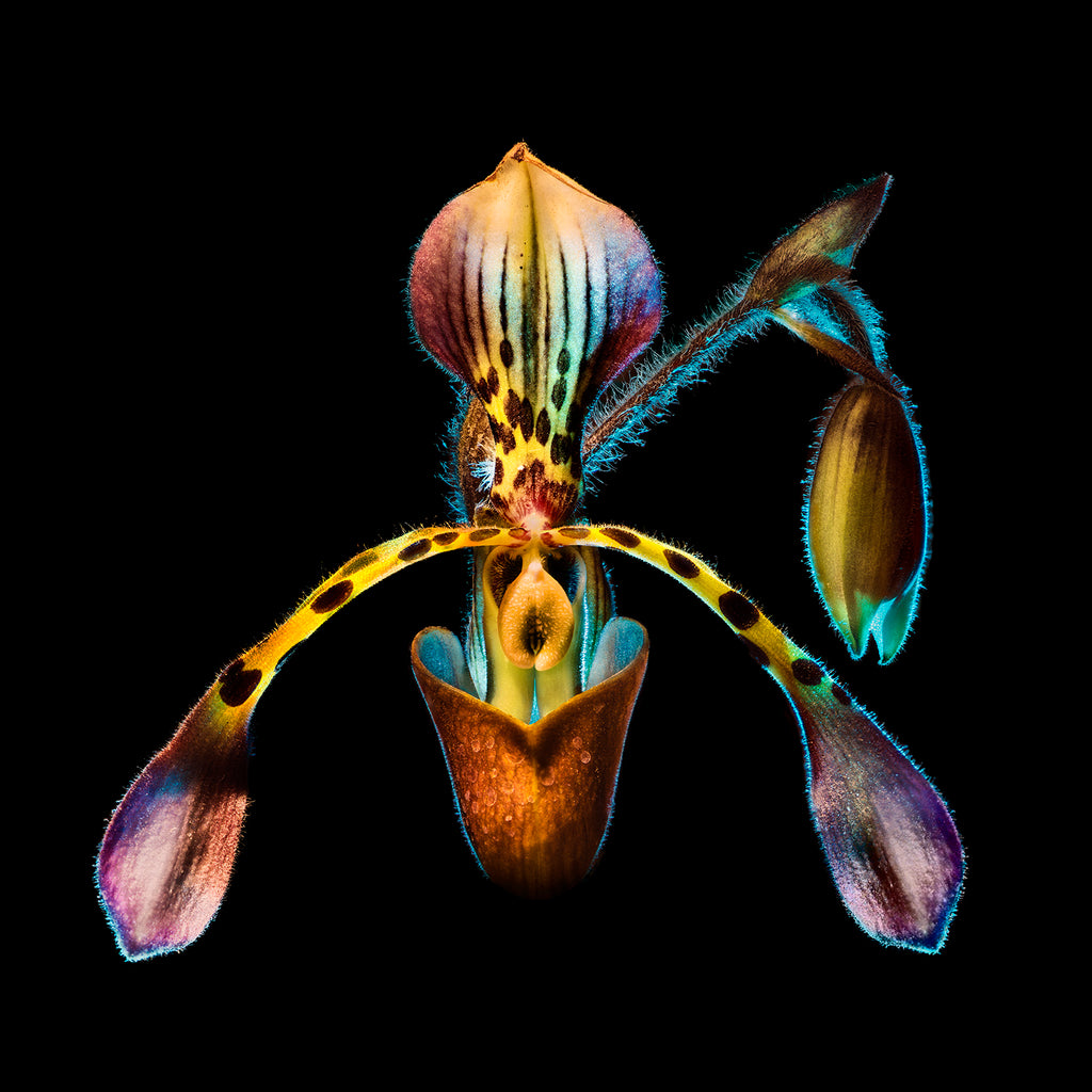 Orchid #45 - Ed Freeman Fine Art