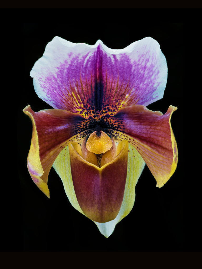 Orchid #61 - Ed Freeman Fine Art