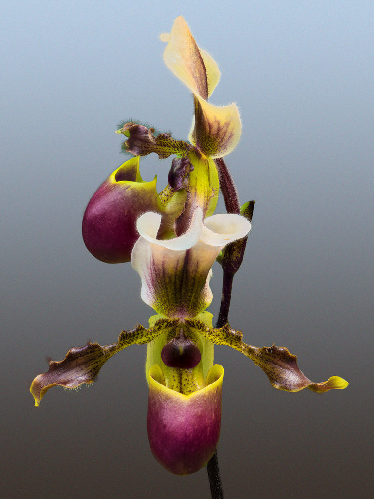 Orchid #62 - Ed Freeman Fine Art