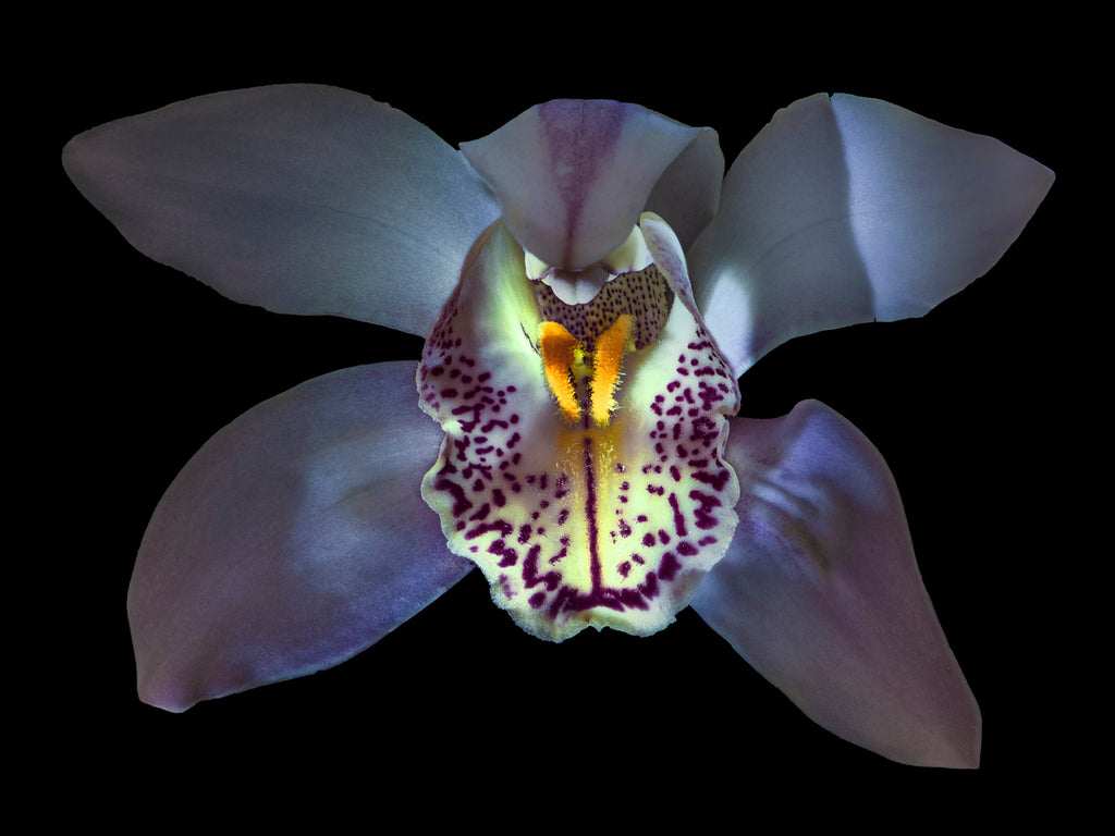 Orchid #86 - Ed Freeman Fine Art