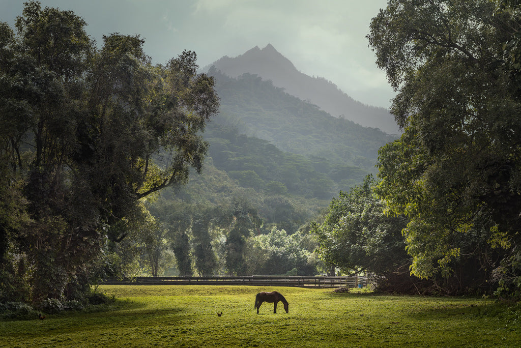 Pasture, Kauai, Hawaii - Ed Freeman Fine Art