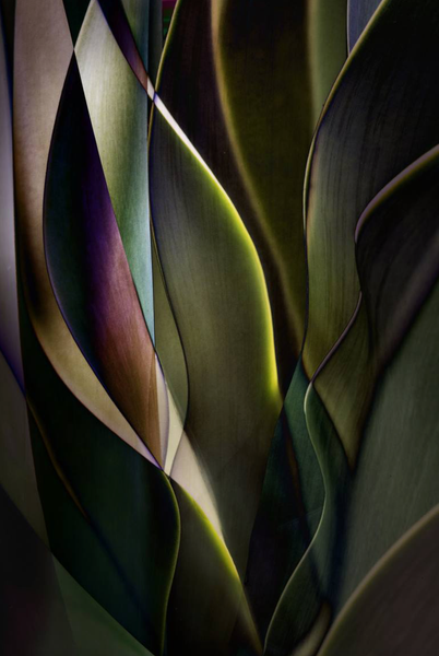 Cactus Abstractions