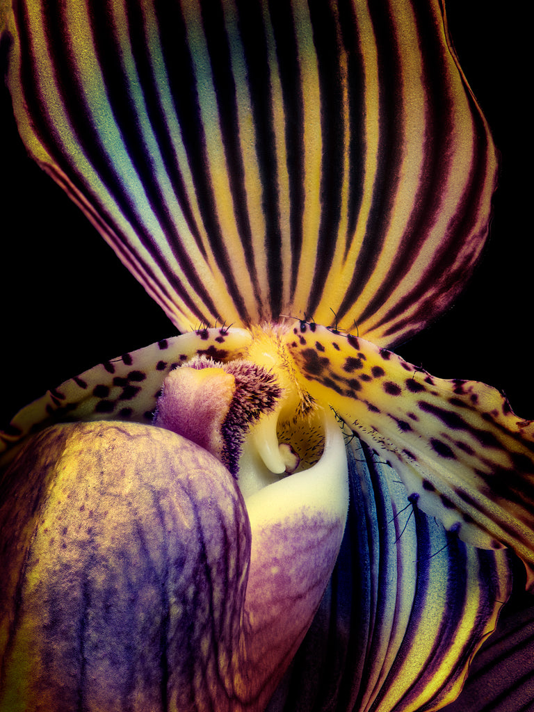 Orchid #105 - Ed Freeman Fine Art
