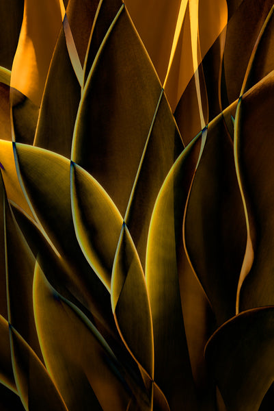 Cactus Abstraction 10A - Ed Freeman Fine Art