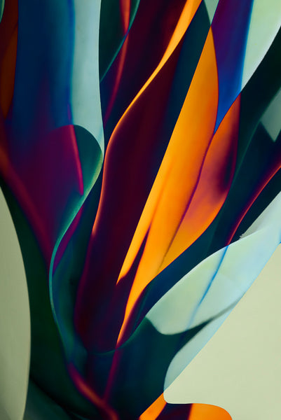 Cactus Abstraction 19b - Ed Freeman Fine Art