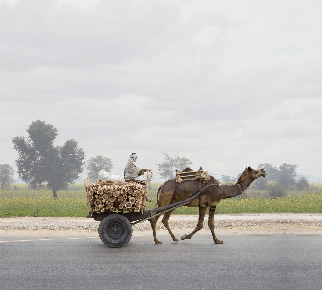 Camel Cart, Jaipur, India - Ed Freeman Fine Art