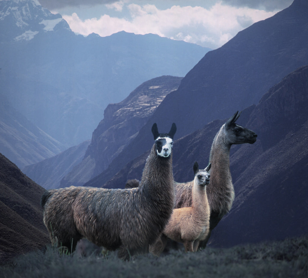Llamas, Peru - Ed Freeman Fine Art