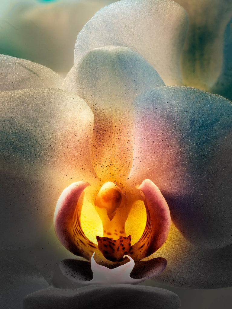 Orchid #11 - Ed Freeman Fine Art