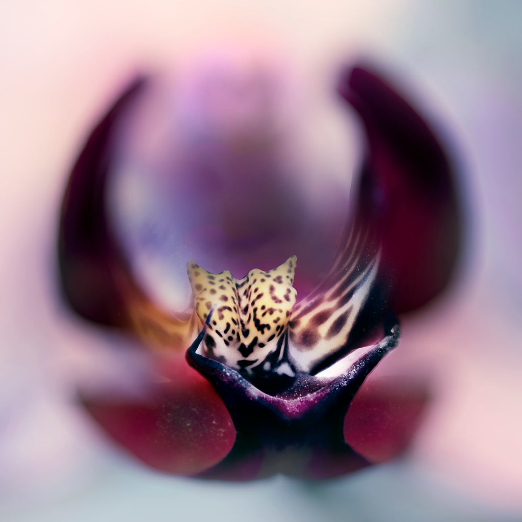 Orchid #2 - Ed Freeman Fine Art