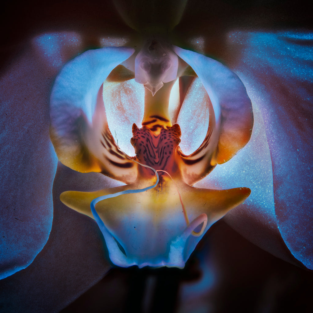 Orchid #30 - Ed Freeman Fine Art