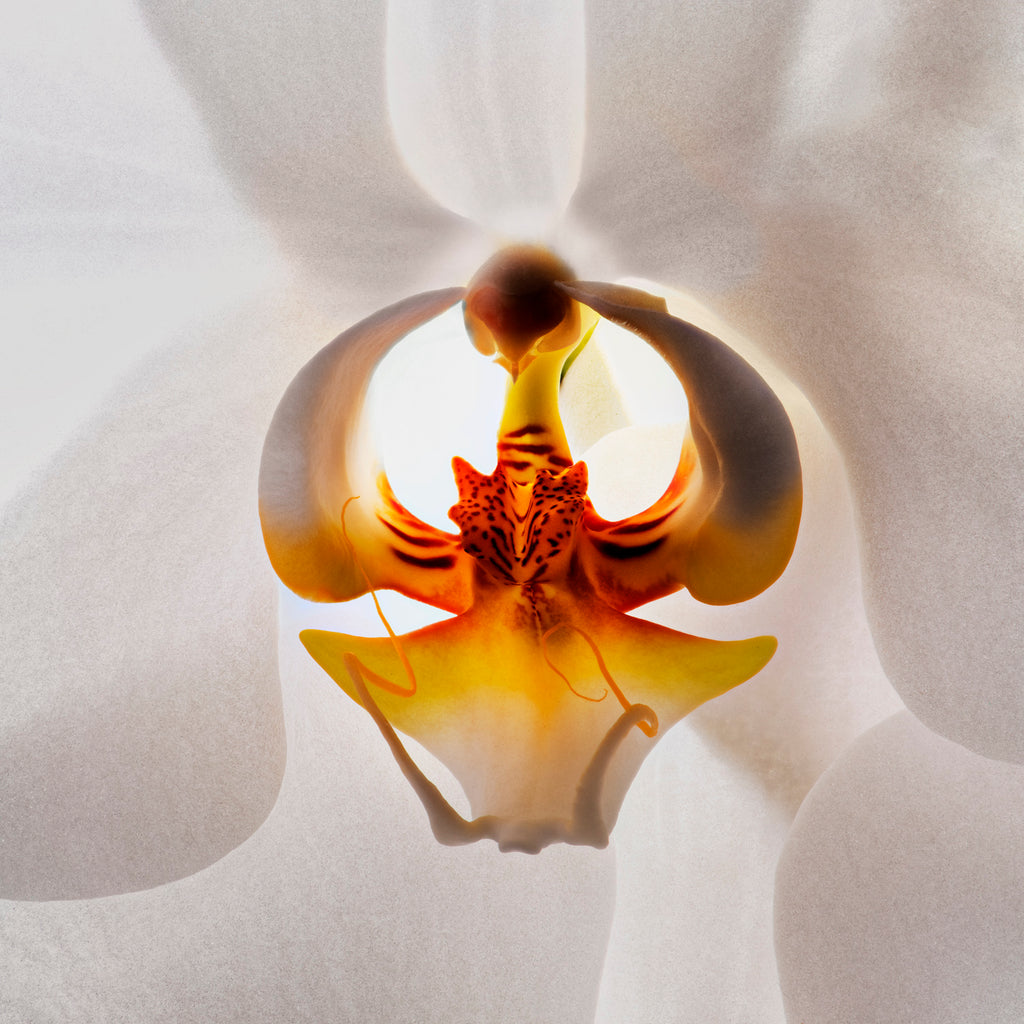 Orchid #51 - Ed Freeman Fine Art