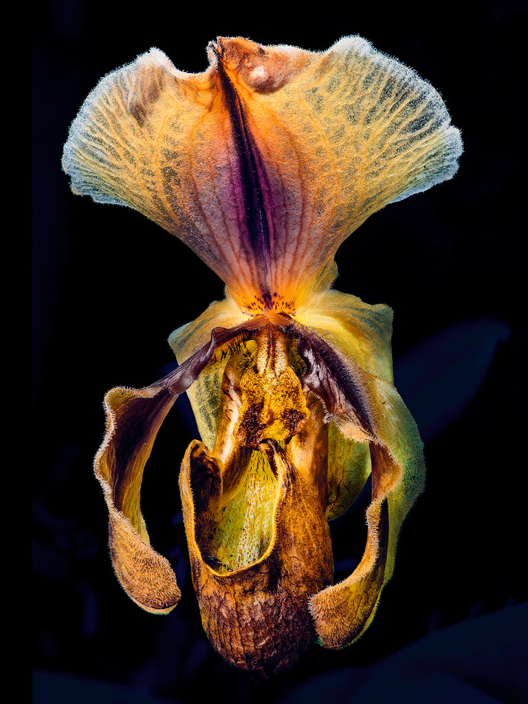 Orchid #87 - Ed Freeman Fine Art