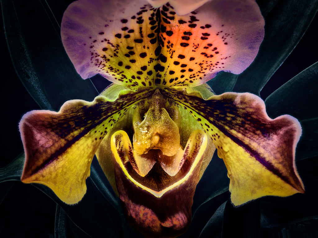 Orchid #88 - Ed Freeman Fine Art