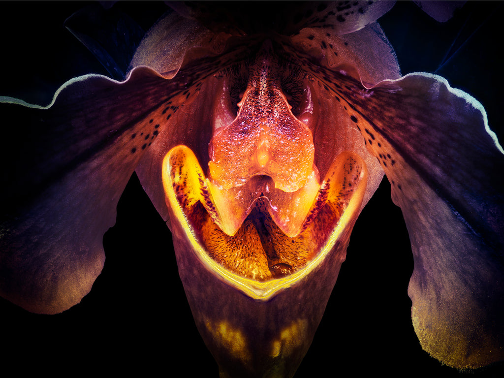Orchid #96 - Ed Freeman Fine Art