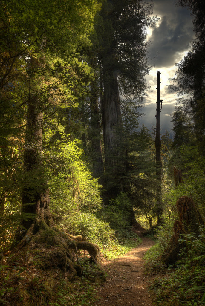 Redwood Forest, California - Ed Freeman Fine Art