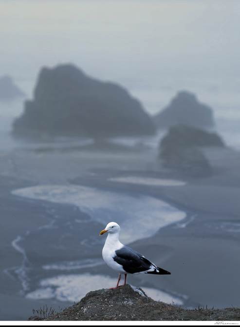 Seagull, Oregon - Ed Freeman Fine Art